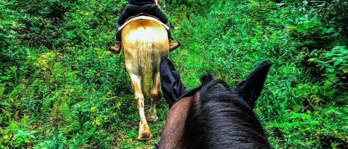 Horseback riding view