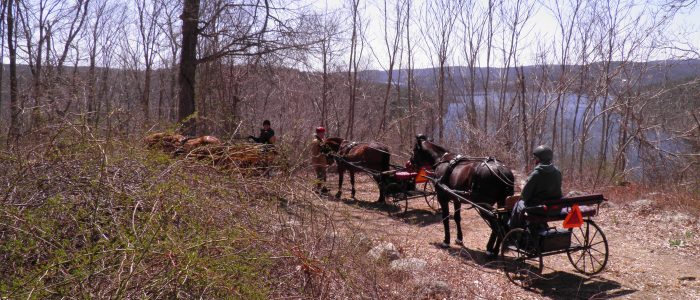 Carriage drivers and horses on trail