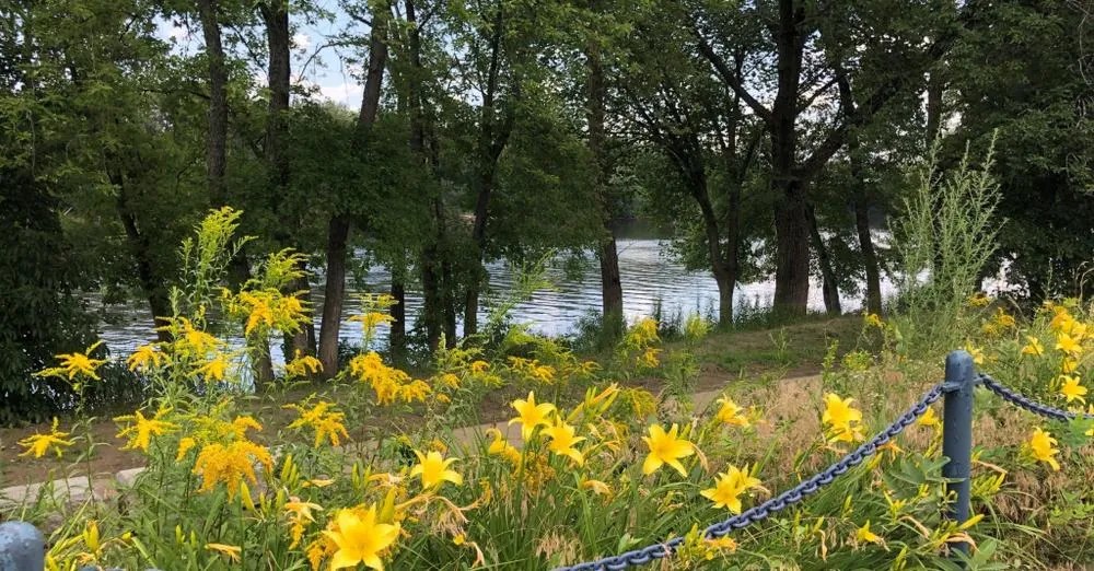 summer wildflowers along the Connecticut River at Charter Oak Landing