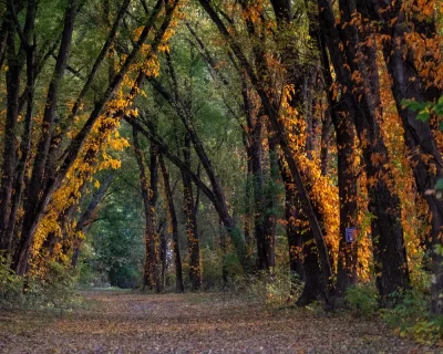 tall trees over a shady section of Riverside Park Wooded Trail